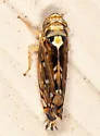 Scaphoideus pullus - photo 3