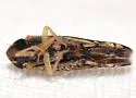 Scaphoideus pullus - photo 4