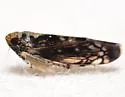 Scaphoideus pullus - photo 5