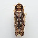 Scaphoideus soleus - Scaphoideus soleus