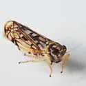 Scaphoideus soleus - photo 2
