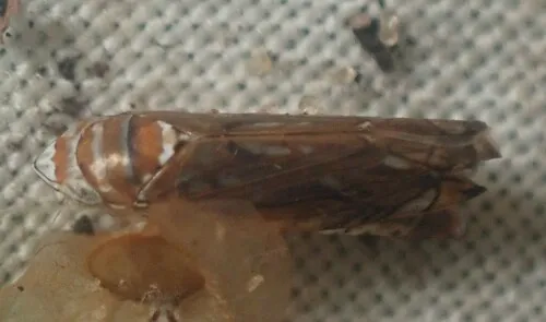 Scaphoideus tergatus - Scaphoideus tergatus