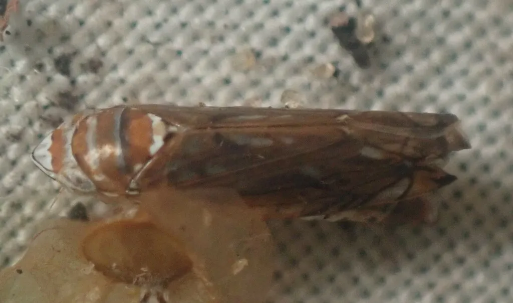 Scaphoideus tergatus - photo 2
