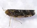 American Grapevine Leafhopper - photo 2