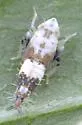 American Grapevine Leafhopper - photo 3