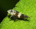 American Grapevine Leafhopper - photo 4