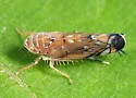 American Grapevine Leafhopper - photo 5