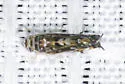 Scaphoideus triunatus - photo 2