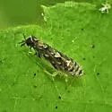 Scaphoideus triunatus - photo 3