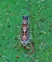 Scaphoideus triunatus - photo 4