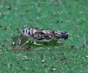 Scaphoideus triunatus - photo 5