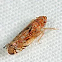 Scaphoideus veterator - Scaphoideus veterator