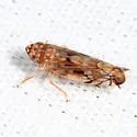 Scaphoideus veterator - photo 3