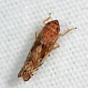 Scaphoideus veterator - photo 4