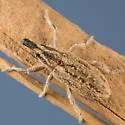 Scaphomorphus americanus