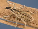 Scaphomorphus americanus - photo 2