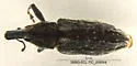 Scaphomorphus americanus - photo 4