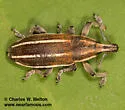 Scaphomorphus boucardi