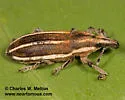 Scaphomorphus boucardi - photo 2