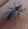 Scaphomorphus calandroides