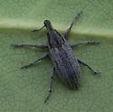 Scaphomorphus calandroides - photo 2