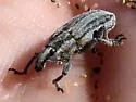 Scaphomorphus calandroides - photo 3
