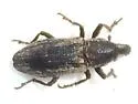 Scaphomorphus calandroides - photo 4