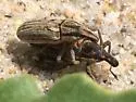 Scaphomorphus calandroides - photo 5