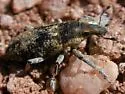 Scaphomorphus canescens