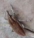 Scaphomorphus canescens - photo 2