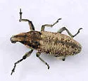 Scaphomorphus canescens - photo 3
