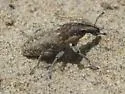 Scaphomorphus canescens - photo 4