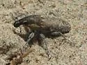 Scaphomorphus canescens - photo 5