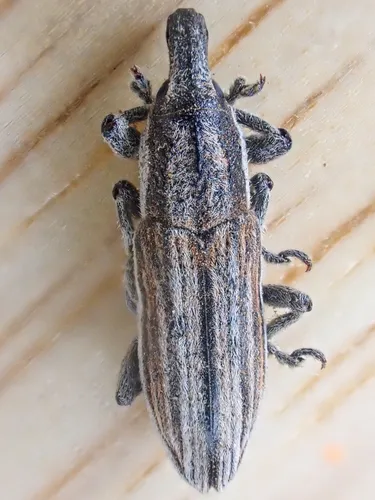 Scaphomorphus erysimi
