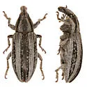 Scaphomorphus frontalis