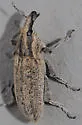 Scaphomorphus frontalis - photo 2