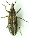 Scaphomorphus frontalis - photo 3