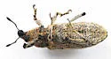 Scaphomorphus frontalis - photo 4