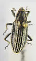 Scaphomorphus frontalis - photo 5