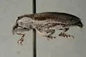 Scaphomorphus longinasus