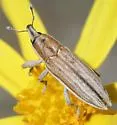 Scaphomorphus pleuralis