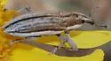 Scaphomorphus pleuralis - photo 2