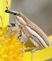 Scaphomorphus pleuralis - photo 3