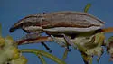 Scaphomorphus pleuralis - photo 4