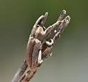 Scaphomorphus poricollis - photo 2