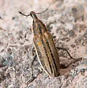 Scaphomorphus poricollis - photo 4