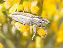 Scaphomorphus poricollis - photo 5