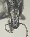 Scaphomorphus puberulus - photo 2