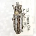 Scaphomorphus quadrilineatus - Scaphomorphus quadrilineatus