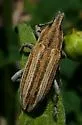 Scaphomorphus quadrilineatus - photo 2
